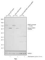 PARP1 Antibody in Western Blot (WB)