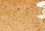 SPOP Antibody in Immunohistochemistry (Paraffin) (IHC (P))