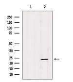 GFER Antibody in Western Blot (WB)