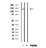 PTPRU Antibody in Western Blot (WB)