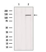 PTPRU Antibody in Western Blot (WB)