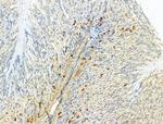 HRD1 Antibody in Immunohistochemistry (Paraffin) (IHC (P))