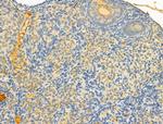 TOMM40 Antibody in Immunohistochemistry (Paraffin) (IHC (P))