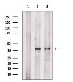 TOMM40 Antibody in Western Blot (WB)