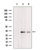 CHMP4B Antibody in Western Blot (WB)
