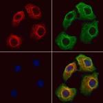 Activin A Antibody in Immunocytochemistry (ICC/IF)