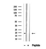 SRP14 Antibody in Western Blot (WB)