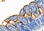 SLC10A2 Antibody in Immunohistochemistry (Paraffin) (IHC (P))