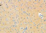 Drebrin Antibody in Immunohistochemistry (Paraffin) (IHC (P))