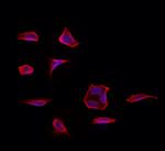 Drebrin Antibody in Immunocytochemistry (ICC/IF)