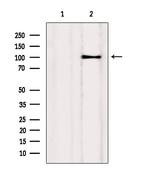 Drebrin Antibody in Western Blot (WB)