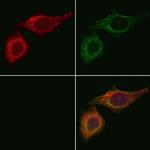 OPHN1 Antibody in Immunocytochemistry (ICC/IF)