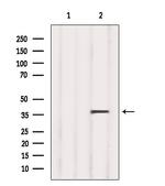 CRALBP Antibody in Western Blot (WB)