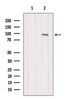 INVS Antibody in Western Blot (WB)