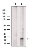 NHP2 Antibody in Western Blot (WB)