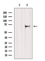 SLC19A3 Antibody in Western Blot (WB)