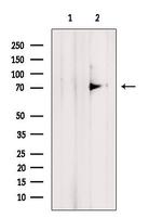 TNIP1 Antibody in Western Blot (WB)