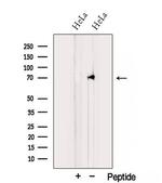 TNIP1 Antibody in Western Blot (WB)