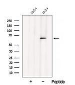 AXUD1 Antibody in Western Blot (WB)