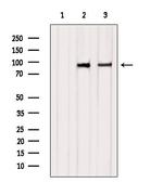 CLGN Antibody in Western Blot (WB)