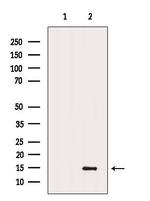 CHCHD10 Antibody in Western Blot (WB)