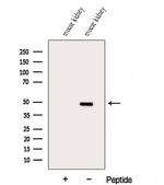 DUSP7 Antibody in Western Blot (WB)