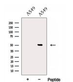 EPCR Antibody in Western Blot (WB)