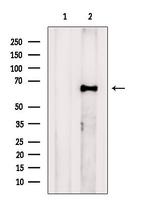 FAM134B Antibody in Western Blot (WB)