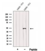 FBLIM1 Antibody in Western Blot (WB)