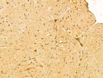 FZR1 Antibody in Immunohistochemistry (Paraffin) (IHC (P))