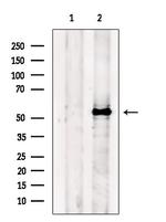 FZR1 Antibody in Western Blot (WB)