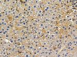 KIF26B Antibody in Immunohistochemistry (Paraffin) (IHC (P))