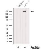 KIF26B Antibody in Western Blot (WB)