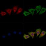 KPTN Antibody in Immunocytochemistry (ICC/IF)