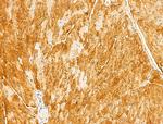 KPTN Antibody in Immunohistochemistry (Paraffin) (IHC (P))