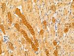 KPTN Antibody in Immunohistochemistry (Paraffin) (IHC (P))