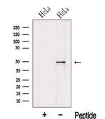 KPTN Antibody in Western Blot (WB)