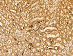 LCA5 Antibody in Immunohistochemistry (Paraffin) (IHC (P))