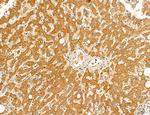 MAN1A2 Antibody in Immunohistochemistry (Paraffin) (IHC (P))