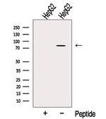 OSBPL10 Antibody in Western Blot (WB)