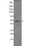 VPS4B Antibody in Western Blot (WB)