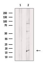 IL36B Antibody in Western Blot (WB)