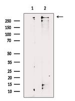 TRIO Antibody in Western Blot (WB)