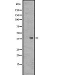 GPR78 Antibody in Western Blot (WB)