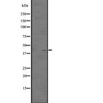 LPAR5 Antibody in Western Blot (WB)