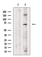 Frizzled 10 Antibody in Western Blot (WB)