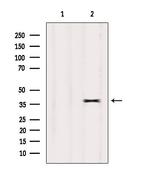 OR7E24 Antibody in Western Blot (WB)