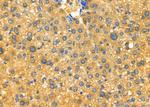 Enkurin Antibody in Immunohistochemistry (Paraffin) (IHC (P))