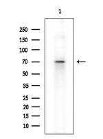 Phospho-SAMHD1 (Thr592) Antibody in Western Blot (WB)