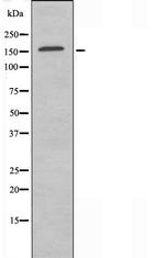RNA pol II CTD Antibody in Western Blot (WB)